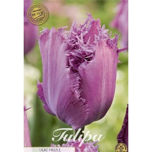 Tulpan 'Lilac Frizzle' 7-pack